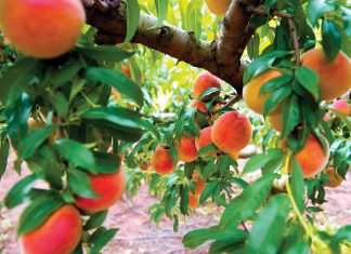 Peaches at Pearson Farm