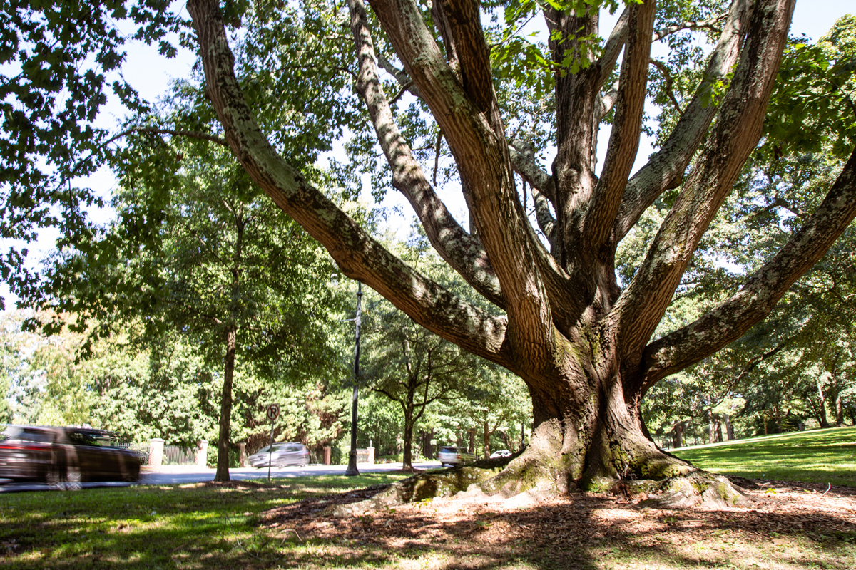 Trees on Ponce de Leon Avenue