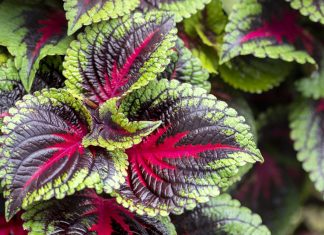 Growing coleus in Atlanta