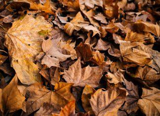 Your dead leaves are far more valuable for your garden than you think