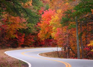 Northwest Georgia fall leaves